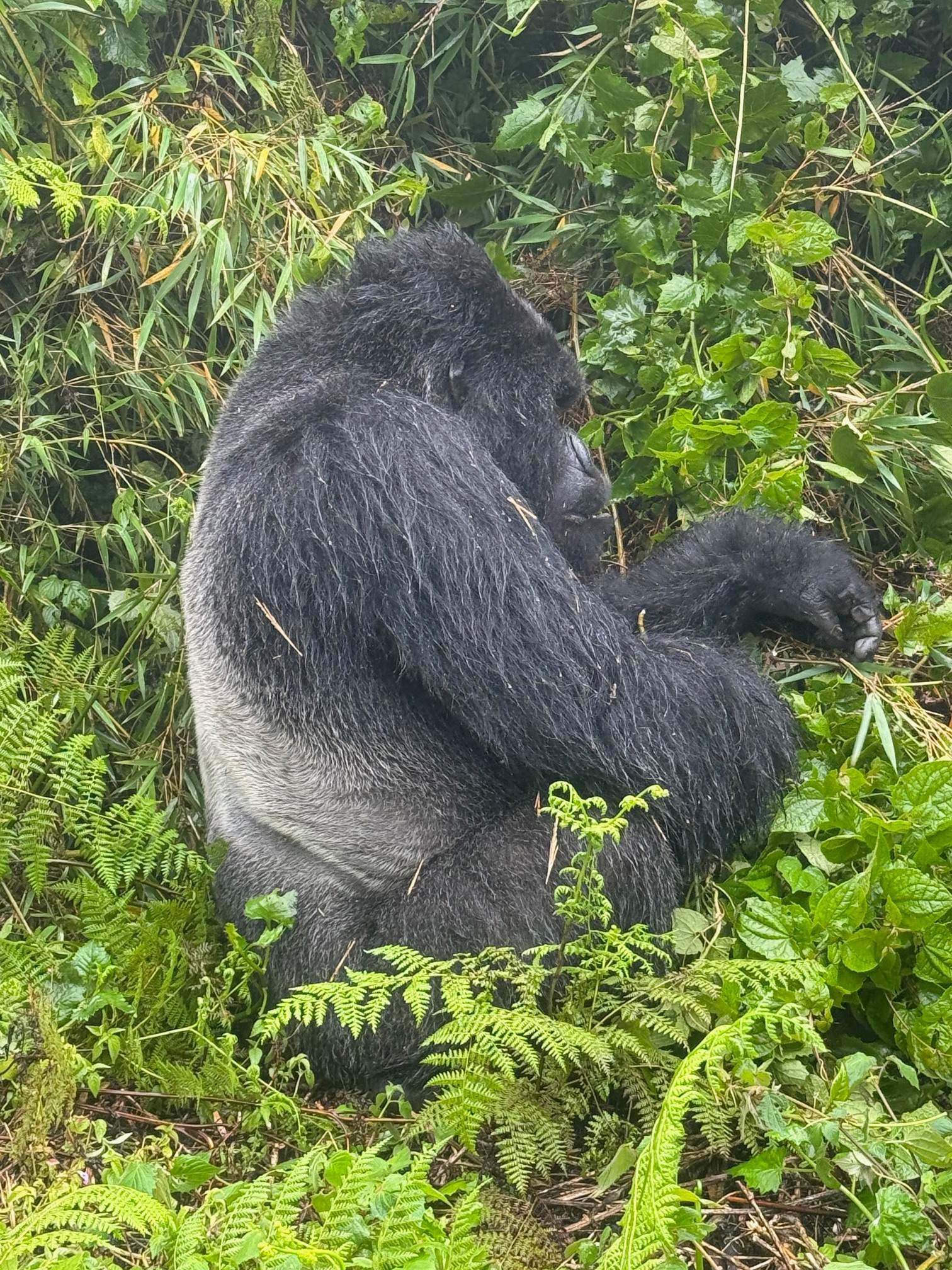 Isange Paradise Resort | Eco-Friendly Hotel in Musanze, Rwanda