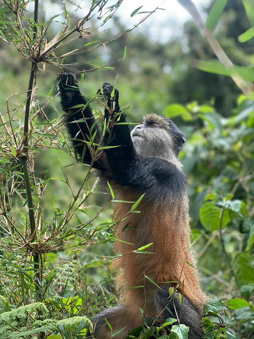 Golden Monkey Trekking Accommodation Rwanda