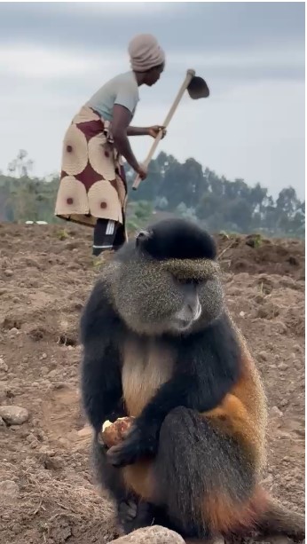 Golden Monkeys Versus Gorillas: Which Trek?