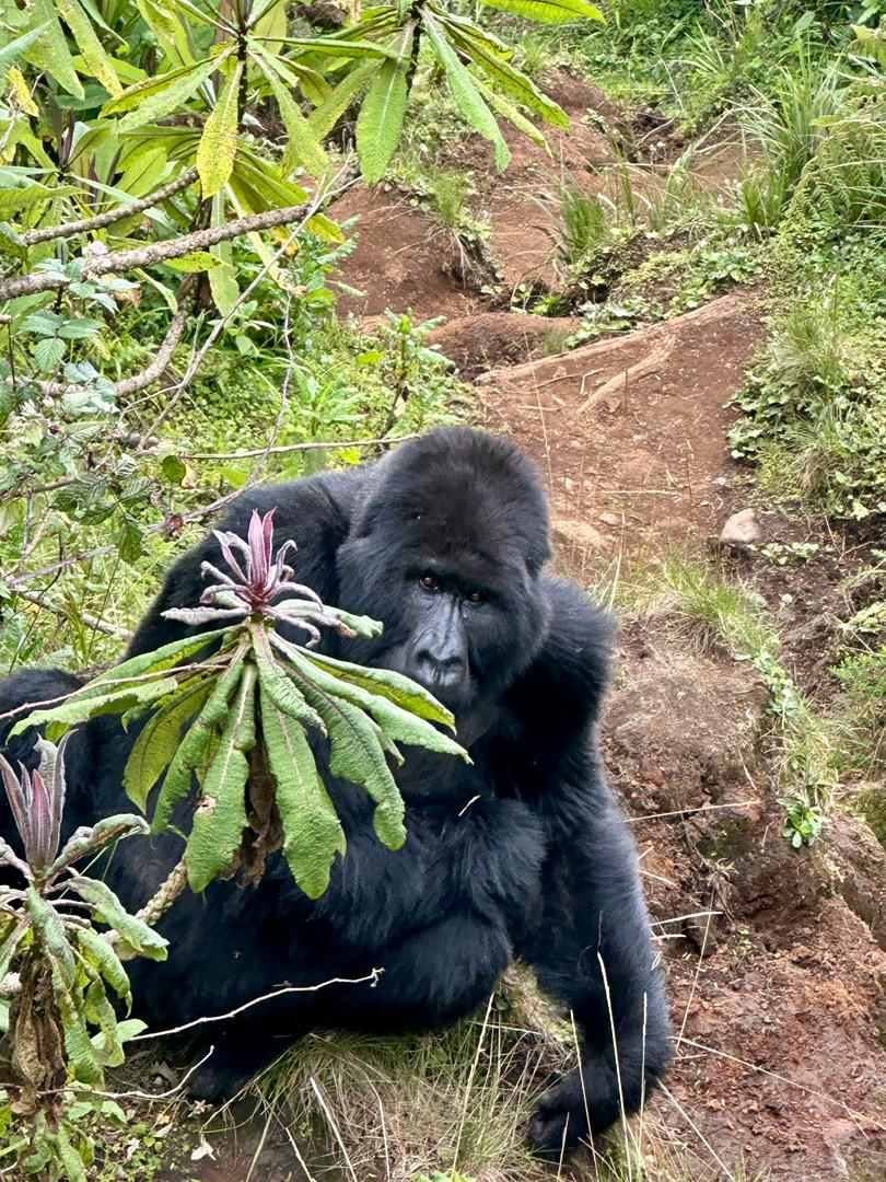 Gorilla Trekking Rwanda: What to Know Before Your Trek